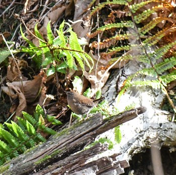 ミソサザイ 春国岱原生野鳥公園(根室) 2022年11月20日(日)