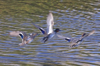 Eurasian Teal 横浜市内河川 Sat, 11/19/2022