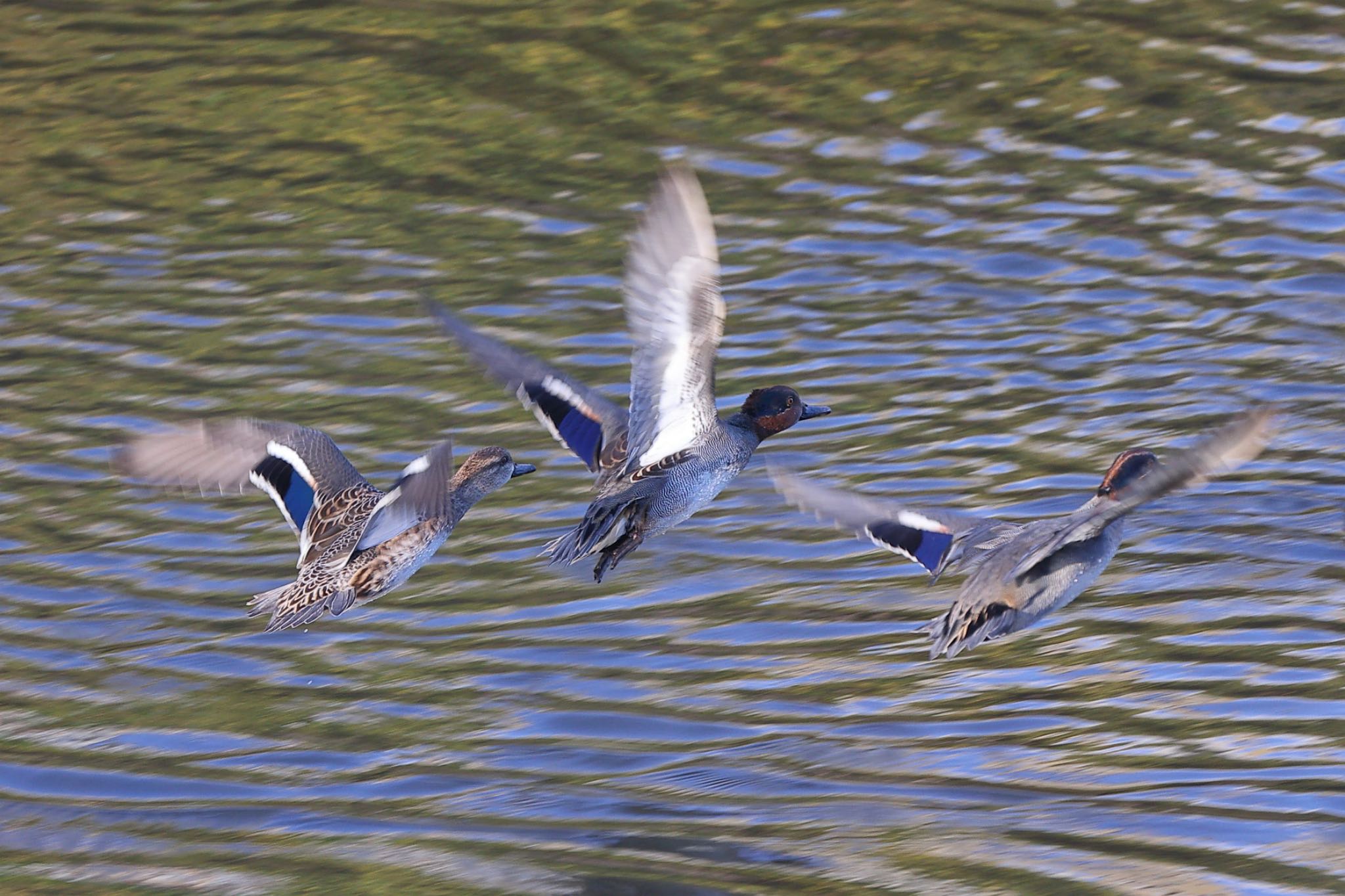 Photo of Eurasian Teal at 横浜市内河川 by こぐまごろう