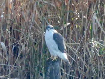 2022年11月19日(土) 境川遊水地公園の野鳥観察記録