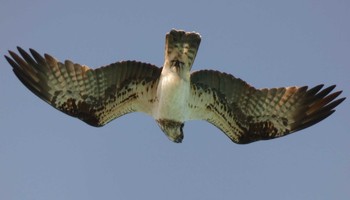 Osprey Yoron Island Mon, 2/26/2018