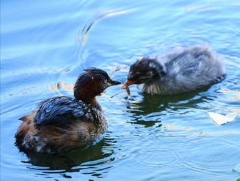 2022年11月19日(土) 三ツ池公園(横浜市鶴見区)の野鳥観察記録