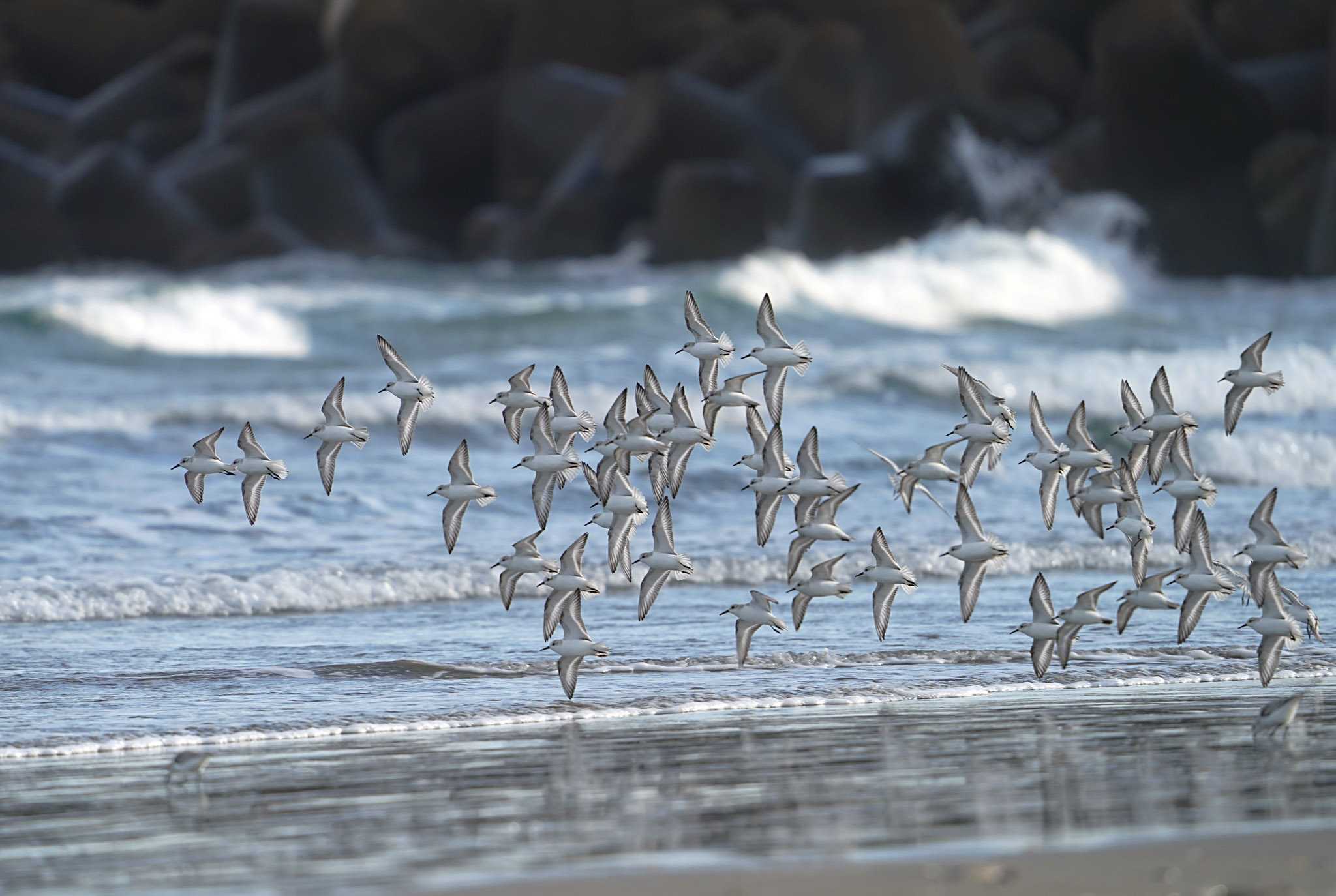 海辺のミユビシギ集団飛翔