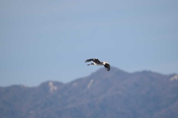 2022年11月19日(土) 保々溜池(四日市)の野鳥観察記録