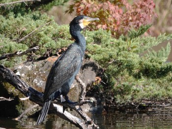 カワウ 見沼自然公園 2022年11月16日(水)