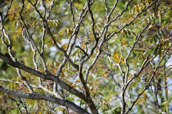 2022年11月19日(土) 楠根ための野鳥観察記録