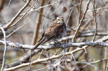 Dusky Thrush Akigase Park Mon, 3/7/2022