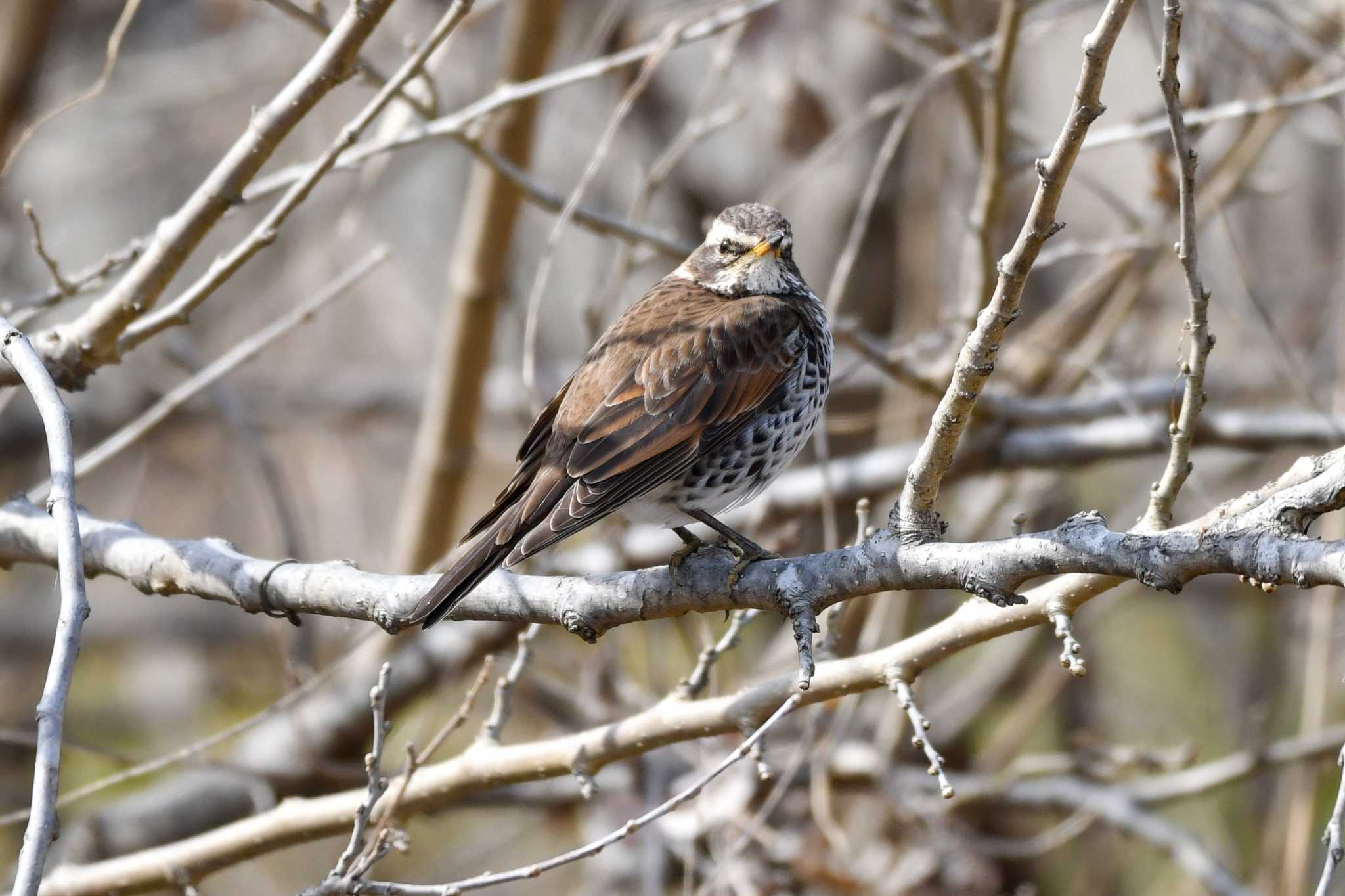 Photo of Dusky Thrush at Akigase Park by Yokai