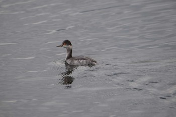 Sat, 11/19/2022 Birding report at 両ヶ池(いなべ市)