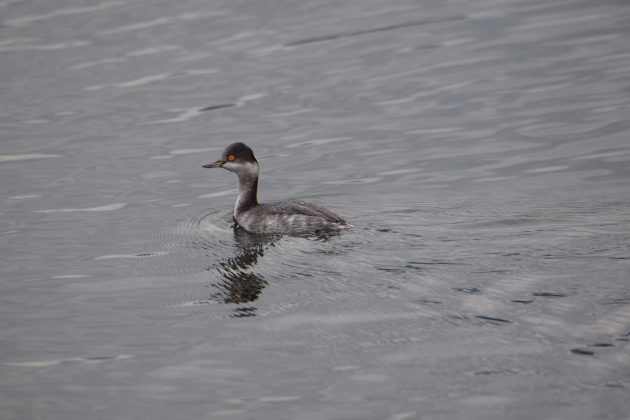 Black-necked Grebe