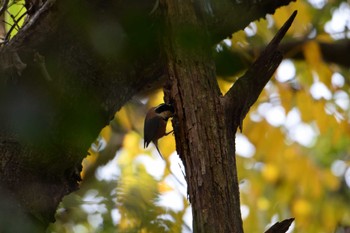 2022年11月19日(土) かふぇたかの奥の溜池の野鳥観察記録