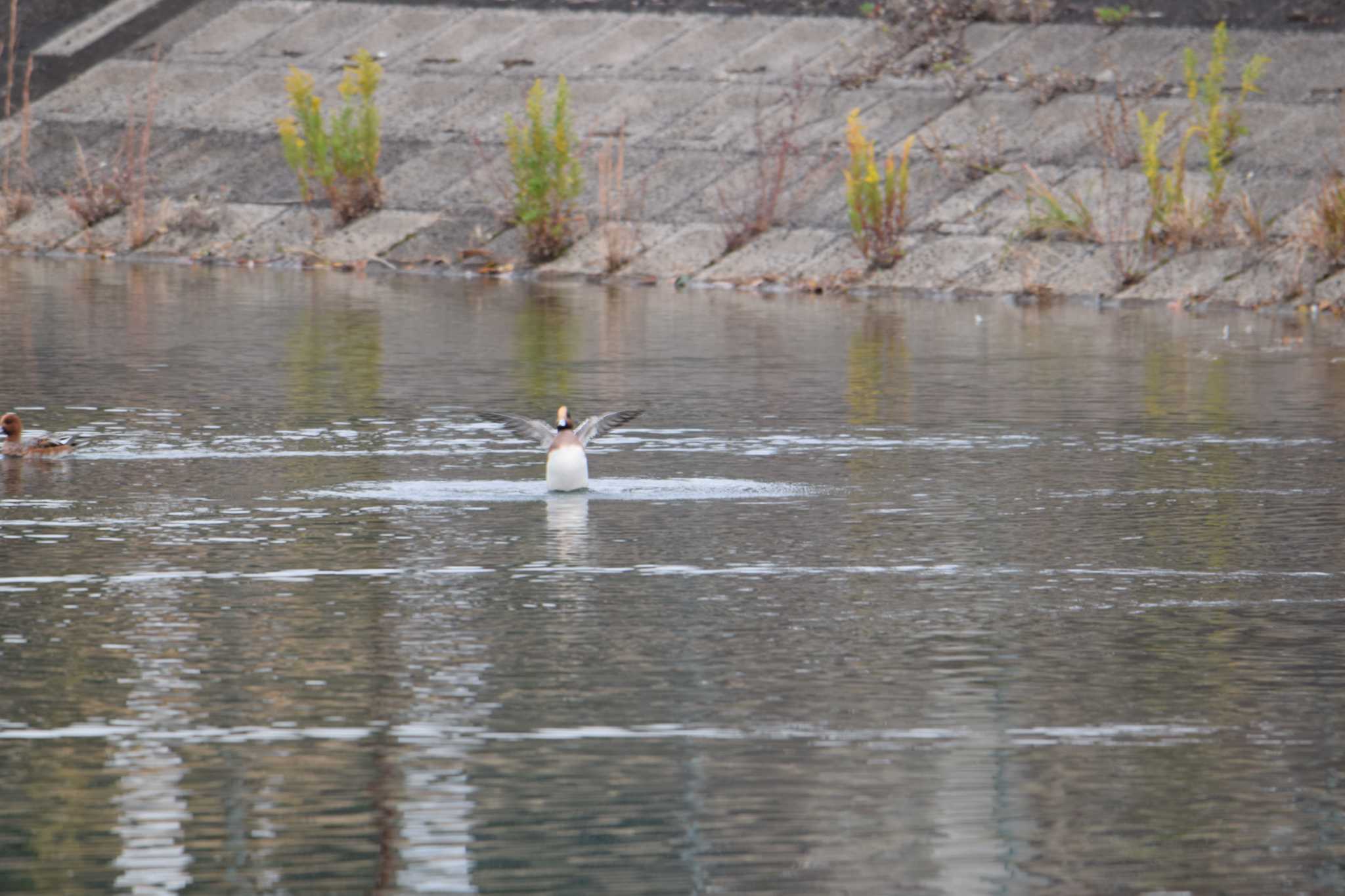 Photo of Eurasian Wigeon at 宇賀溜 by sword-fish8240