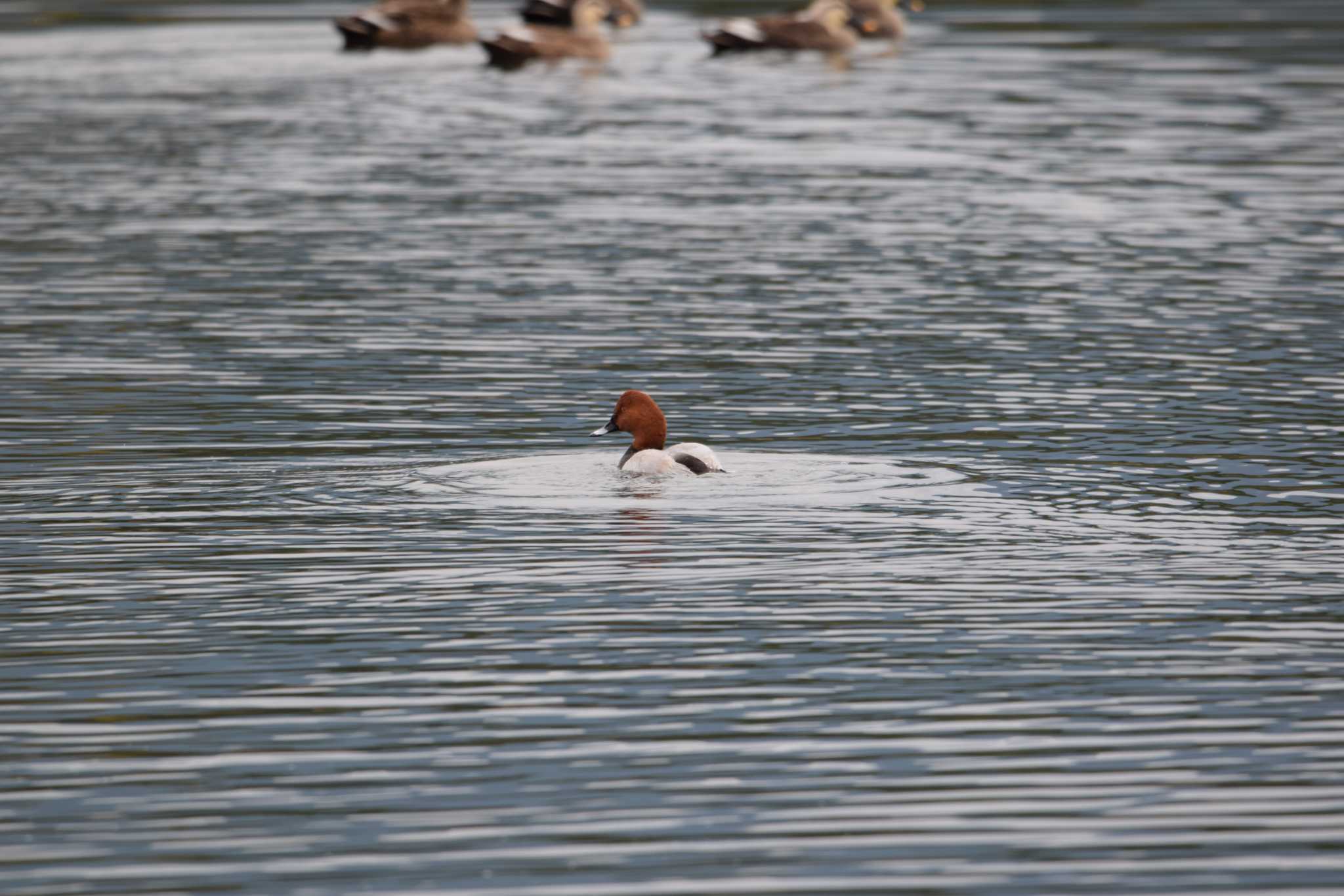 Common Pochard