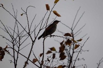 2022年11月19日(土) 海蔵川の野鳥観察記録