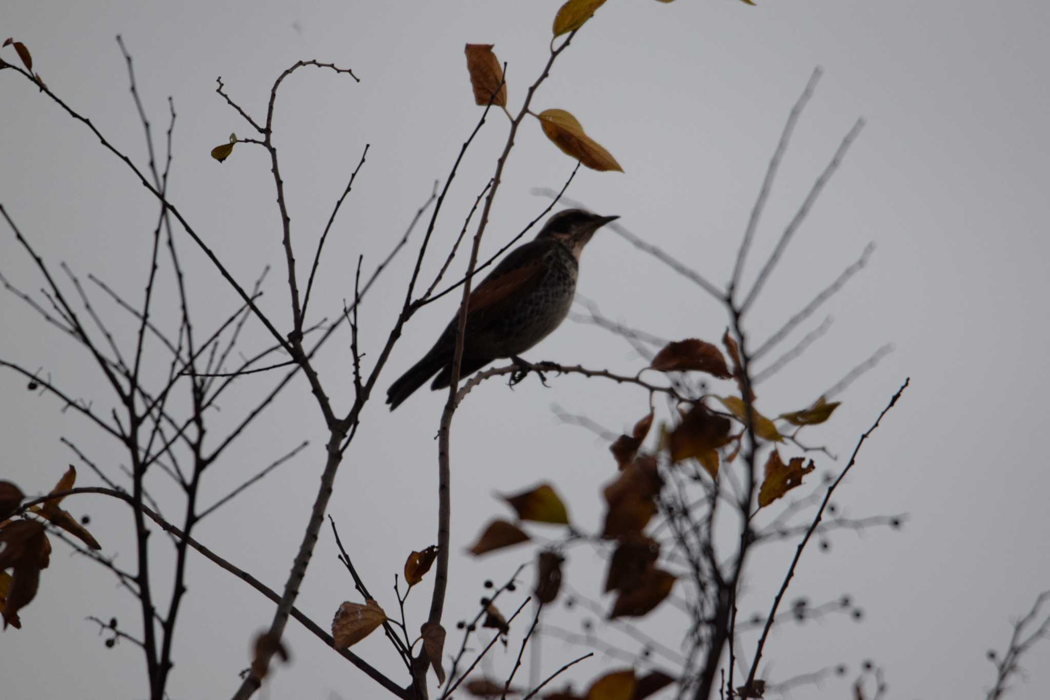 Dusky Thrush