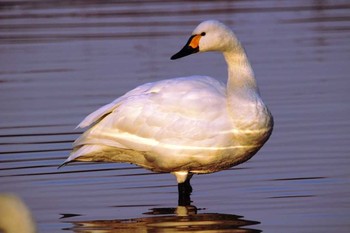 2018年2月17日(土) 木曽川の野鳥観察記録