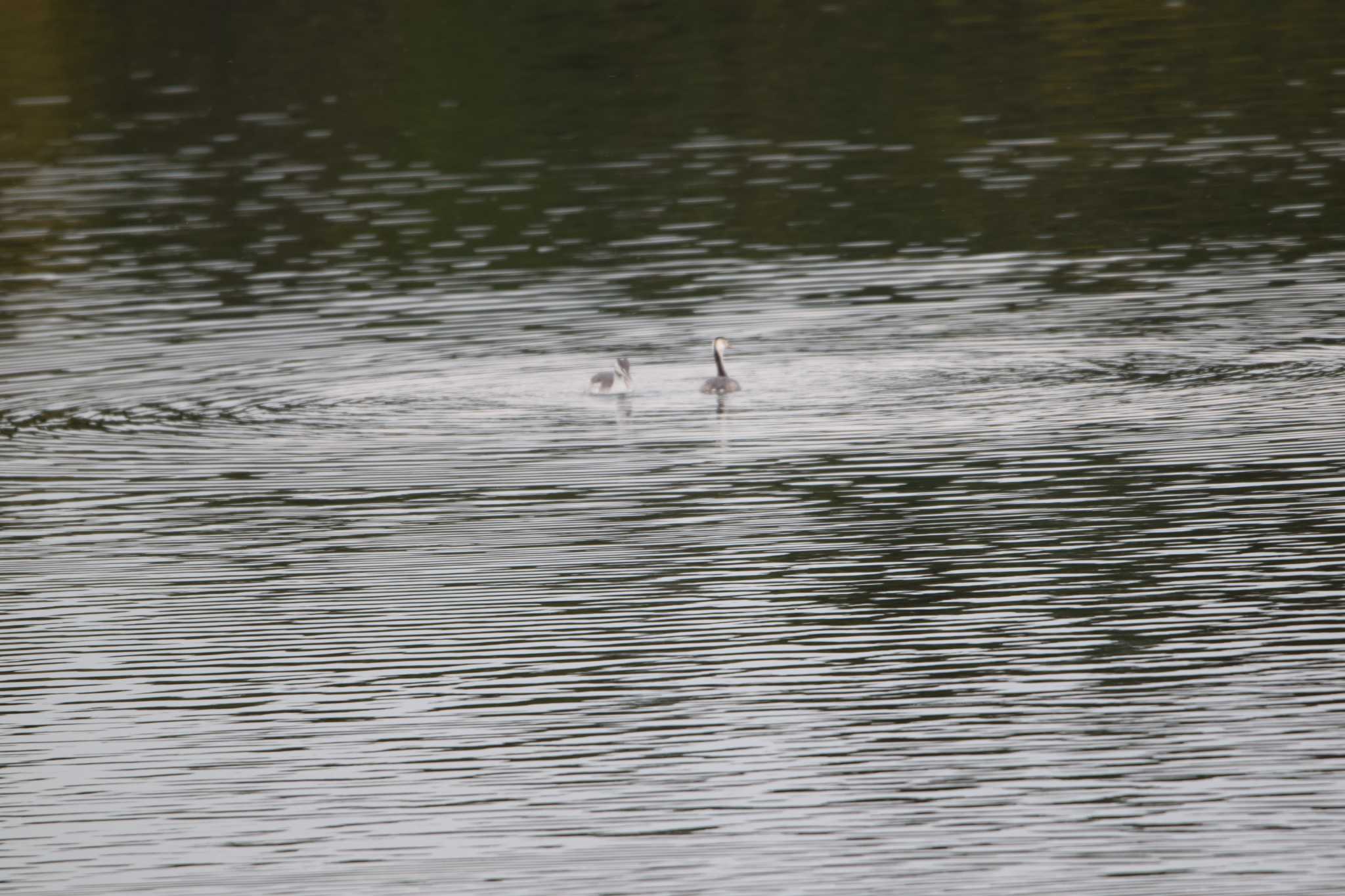 Photo of Great Crested Grebe at 両ヶ池(いなべ市) by sword-fish8240