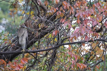 ゴイサギ 善福寺公園 2022年11月20日(日)