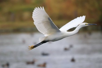 コサギ 中郷温水池公園(三島市) 2022年11月20日(日)