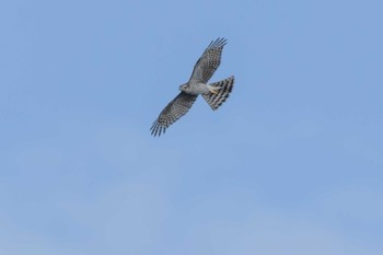 Eurasian Sparrowhawk 部崎灯台 Sat, 10/22/2022