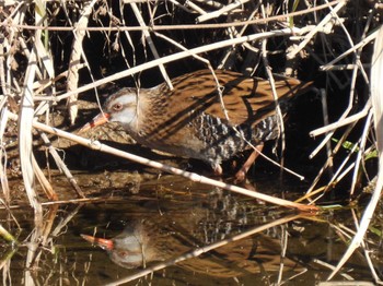 Brown-cheeked Rail 天白川 Sat, 11/19/2022