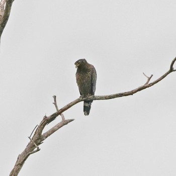 Crested Serpent Eagle Khao Mai Keao Reservation Park Sun, 11/20/2022