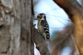 2022年11月19日(土) 信州スカイパークの野鳥観察記録