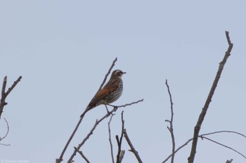 2022年11月20日(日) 多摩川(野毛)の野鳥観察記録