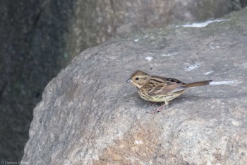 2022年11月20日(日) 丸子川の野鳥観察記録