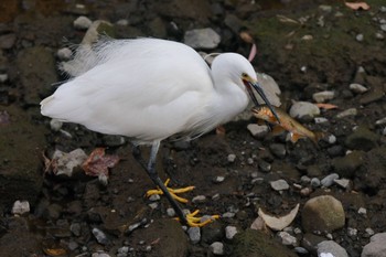 Little Egret 横浜市内河川 Fri, 11/18/2022