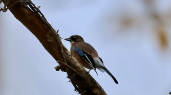 Eurasian Jay Arima Fuji Park Sat, 11/19/2022