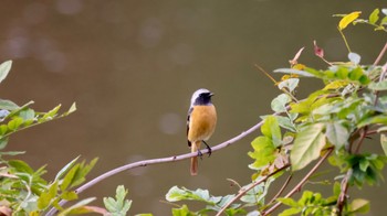 Daurian Redstart Arima Fuji Park Sat, 11/19/2022