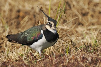 2022年11月19日(土) 平塚田んぼの野鳥観察記録