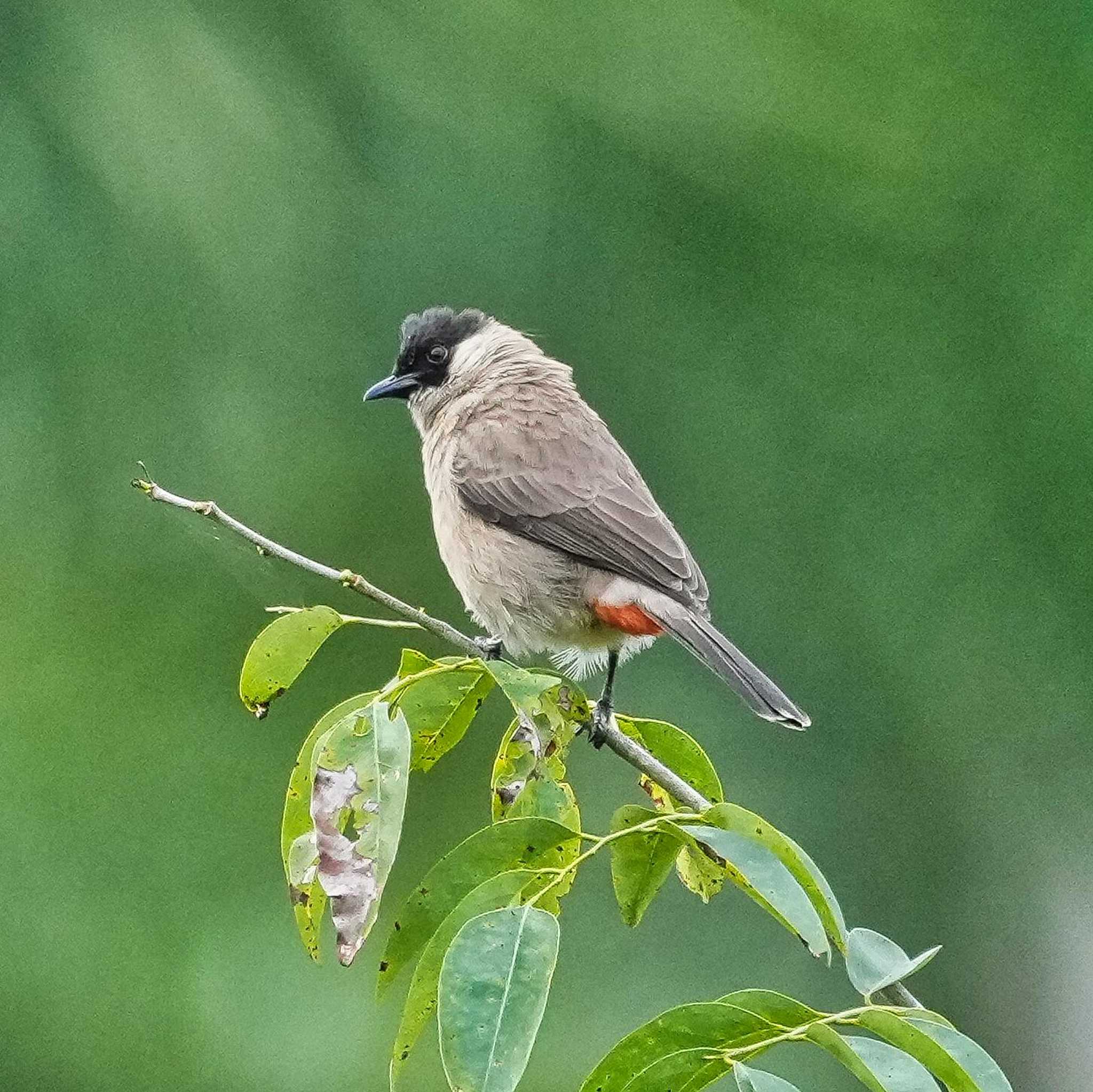 Photo of Sooty-headed Bulbul at Khao Mai Keao Reservation Park by span265