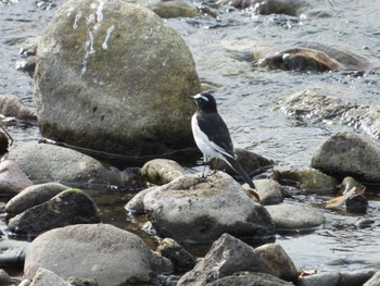 Japanese Wagtail 碁石川(川向橋付近) 宮城県柴田郡川崎町 Sat, 10/22/2022