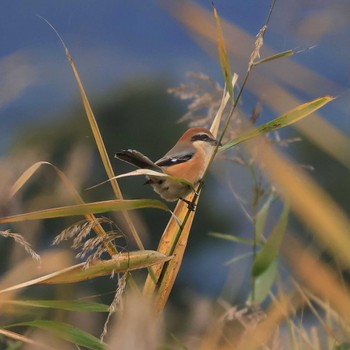 Bull-headed Shrike 浮島ヶ原自然公園 Sun, 11/20/2022