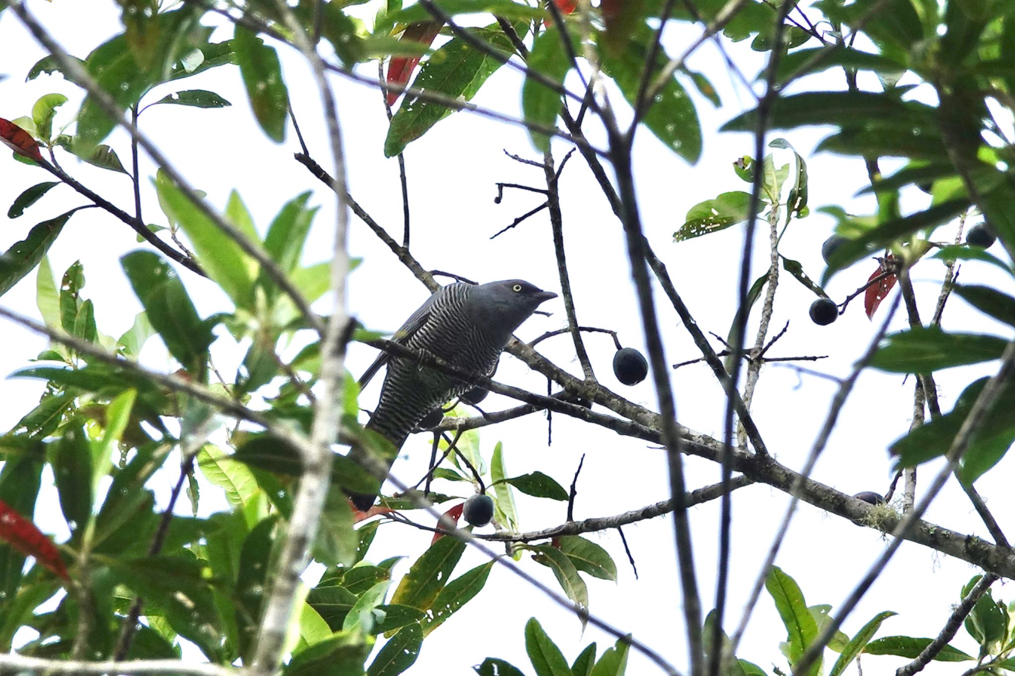 Chambers Wildlife Rainforest Lodges 周辺 ヨコジマカッコウサンショウクイの写真 by のどか