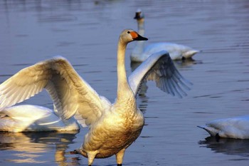 コハクチョウ 木曽川 2018年2月17日(土)