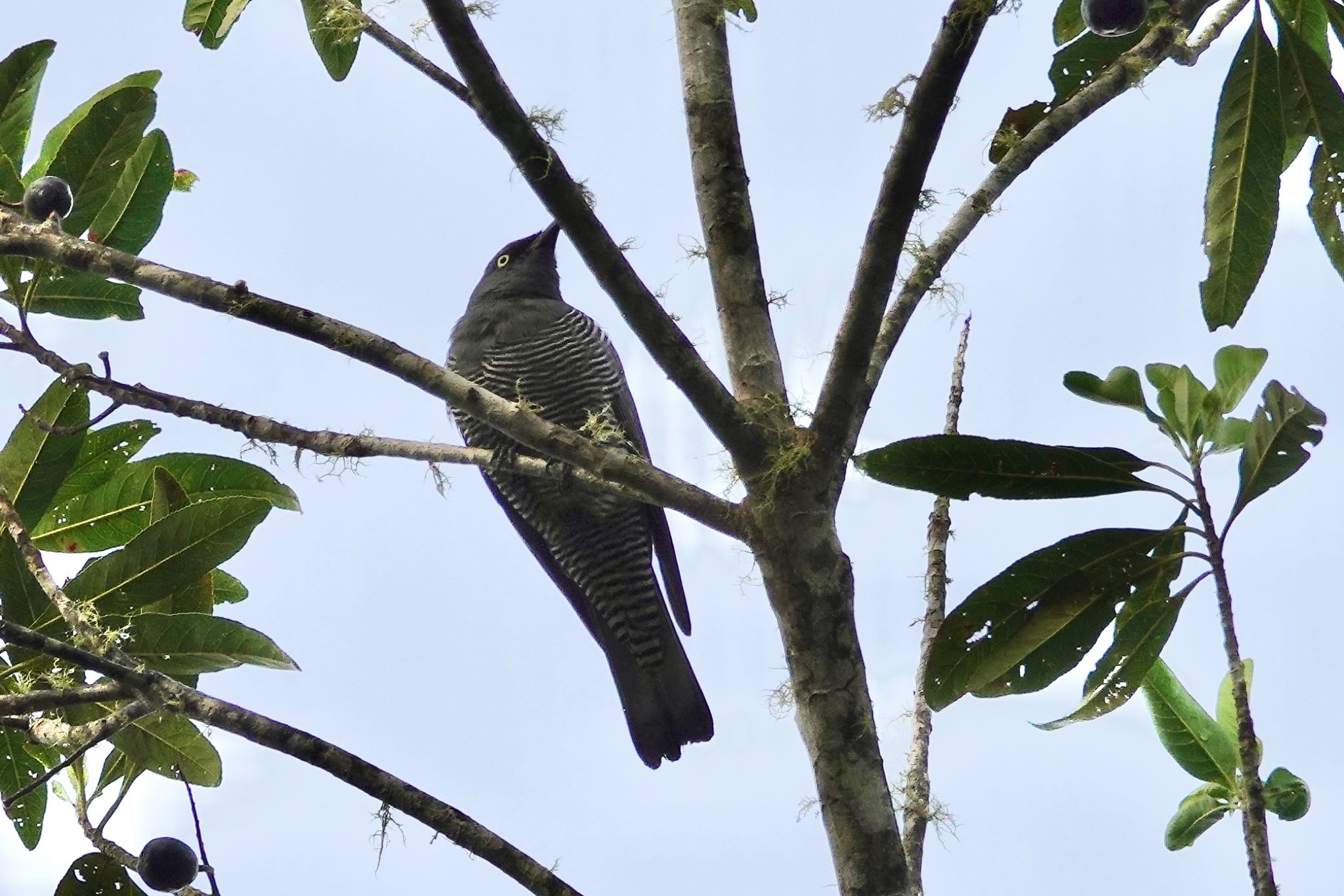 Photo of Barred Cuckooshrike at Chambers Wildlife Rainforest Lodges 周辺 by のどか