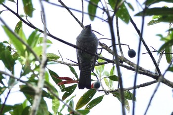 ヨコジマカッコウサンショウクイ Chambers Wildlife Rainforest Lodges 周辺 2022年10月6日(木)