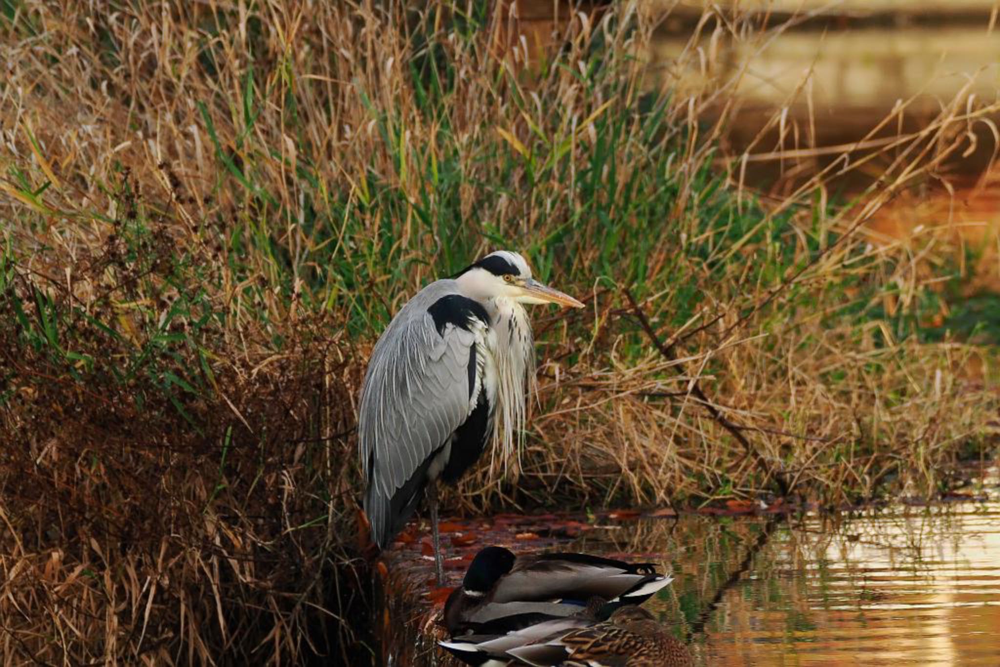 Photo of Grey Heron at ちどり湖 by skmts.803v