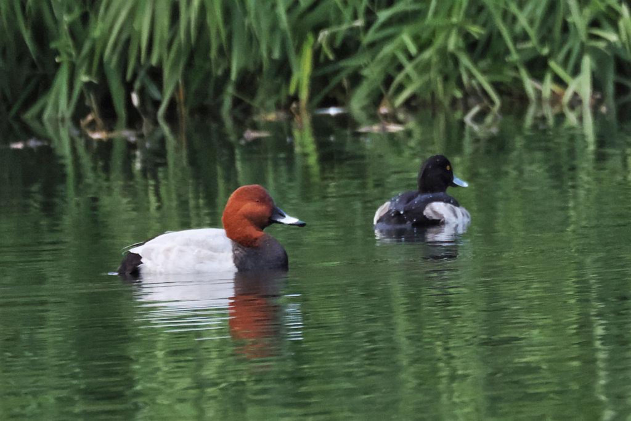 Photo of Common Pochard at ちどり湖 by skmts.803v