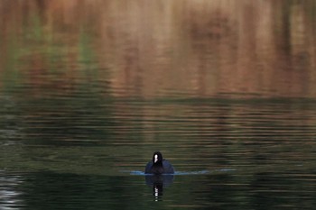 オオバン ちどり湖 2022年11月20日(日)