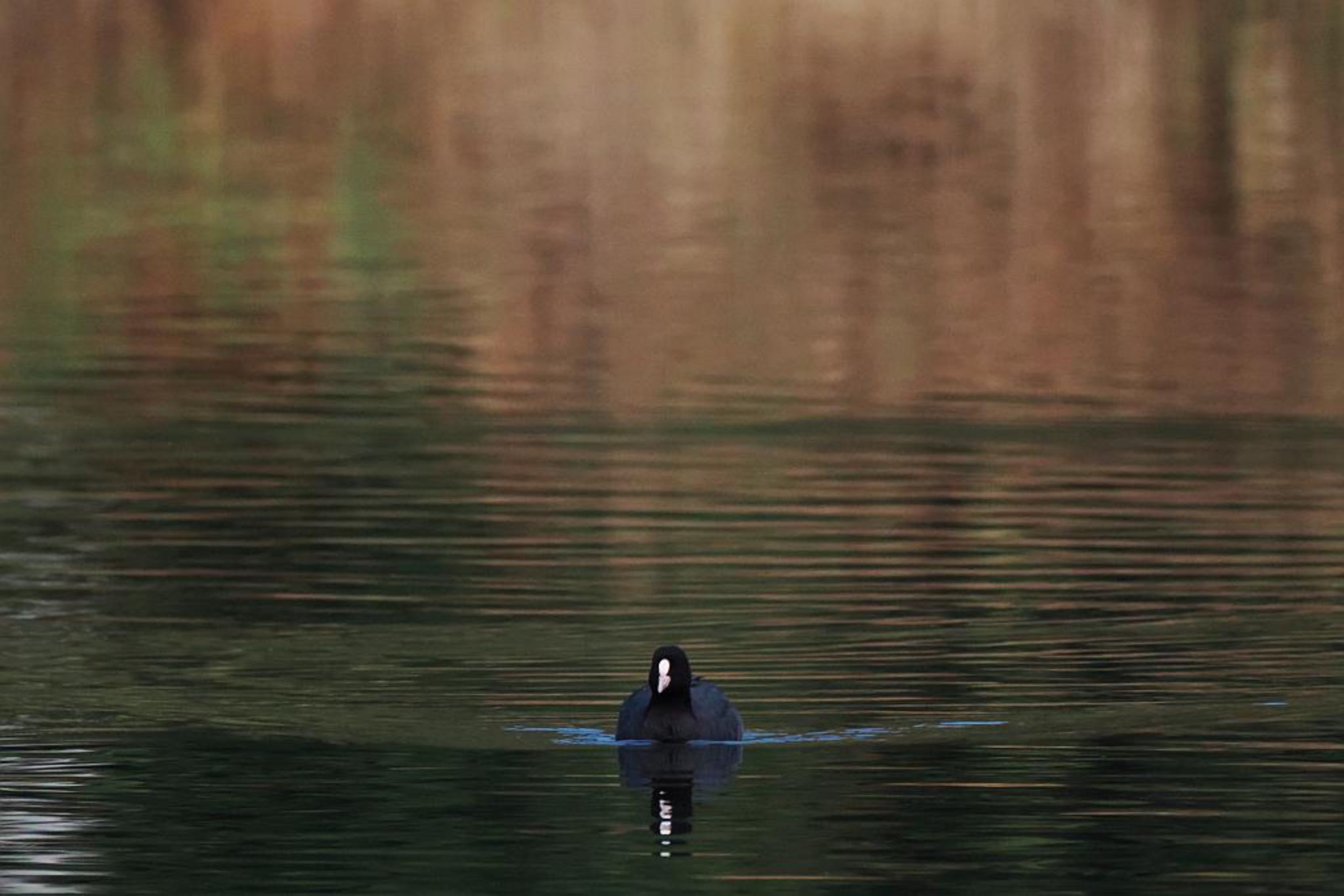 ちどり湖 オオバンの写真 by skmts.803v