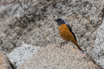 Daurian Redstart Akashi Park Sun, 2/18/2018