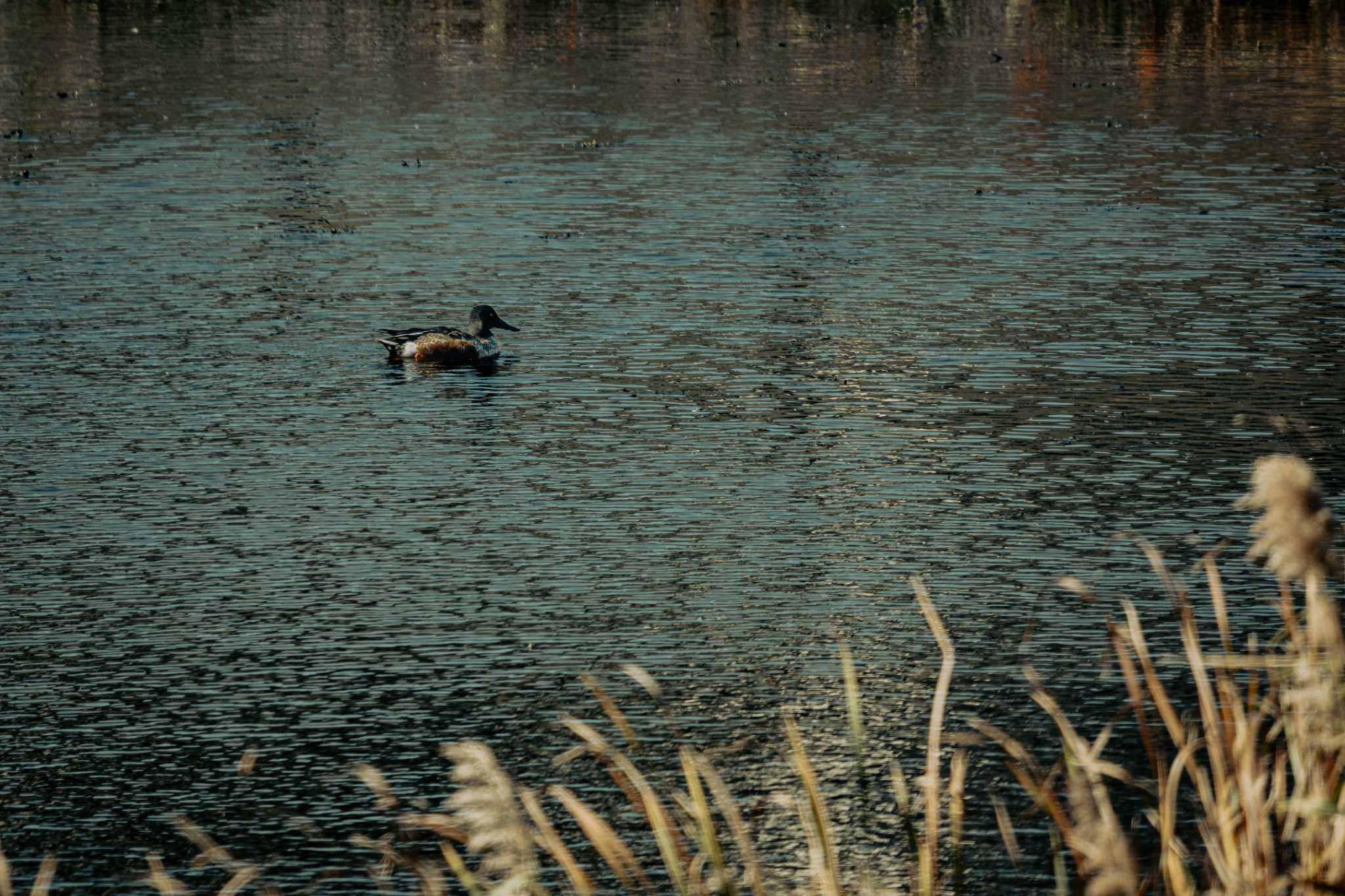 境川遊水地公園 ハシビロガモの写真 by Tosh@Bird