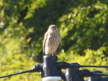 Common Kestrel 境川遊水地公園 Sat, 11/19/2022