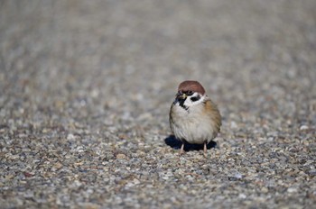 Eurasian Tree Sparrow Shinobazunoike Fri, 1/7/2022