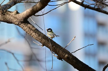 シジュウカラ 不忍池(上野恩賜公園) 2022年1月7日(金)