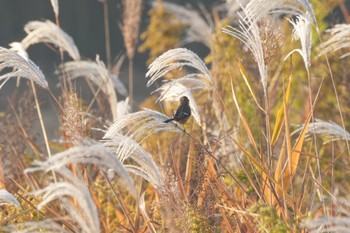 2022年11月19日(土) 渡良瀬遊水地の野鳥観察記録